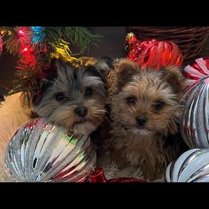 Meet your Posher, Marie